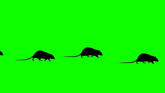 Walking rats, animation with rats on the green background