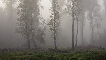 Mgła w lesie © Hanna