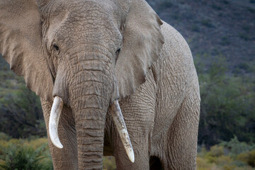 African bush elephant (Loxodonta africana). Karoo, Western Cape. South Africa