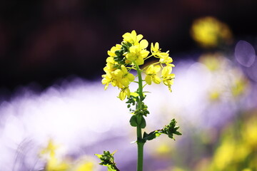 キラキラと輝く春の美しい菜の花