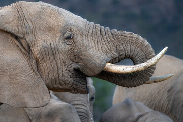 African bush elephant (Loxodonta africana) drinking. Karoo, Western Cape. South Africa