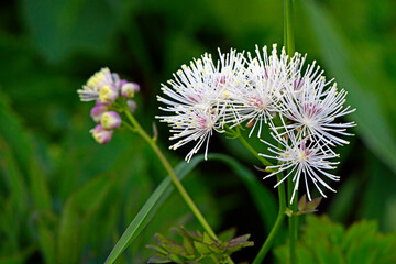 Akeleiblättrige Wiesenraute // Greater meadow-rue (Thalictrum aquilegiifolium) - Stol, Slowenien