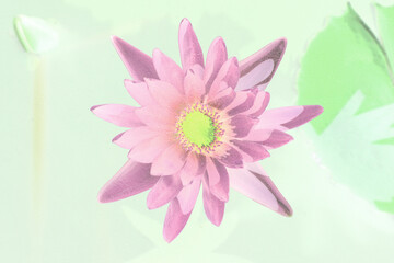 Art of the beautiful pink water lily or lotus flower use for abstract image for background.