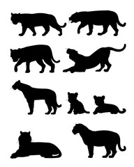 Set of male and female lions with cubs. Predator Wild animals. Silhouette figures. Isolated on white background. Vector.