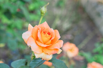 オレンジのバラ
