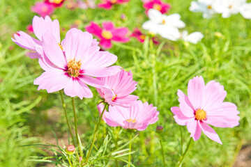 コスモス　ピンク　白　赤
