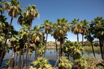 Fototapeta na wymiar Palm trees frame the Colorado River as it flows through the border of California and Arizona, USA.