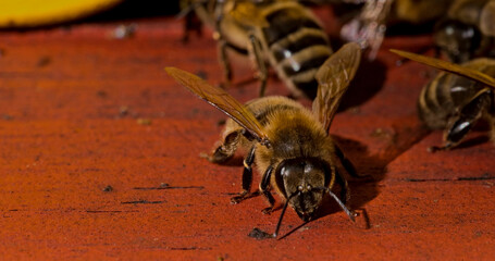 Pszczoła szykująca się na wylot z ula . Wyprawa po pyłek i nektar . Jesienne pszczoły . wytwarzanie miodu . - obrazy, fototapety, plakaty