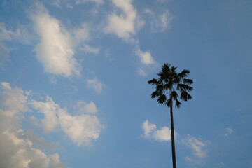Tall palm trees stand out, blue sky with white clouds.
