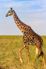 Giraffe in savanna in Serengeti national park in Tanzania. Wild nature of Tanzania, East Africa