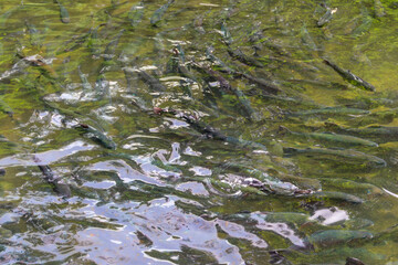 Artificial pond with fish on a trout farm