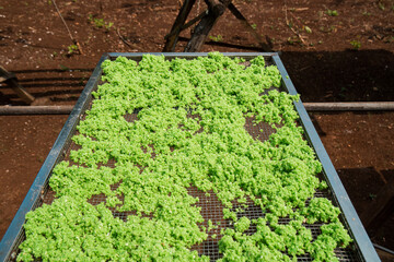 Drying raw gatot mixed with pandan leaves so that it is green in the hot sun, food from the Gunung Kidul area that comes from cassava tubers