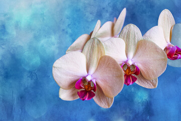 yellow orchid on a blue background in close-up