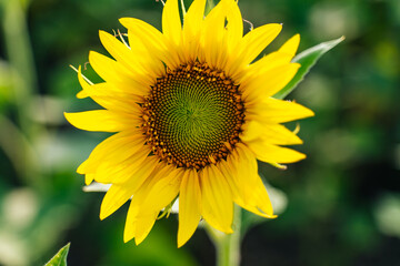 Sunflower flower on agriculture field, growing sunflower for production.