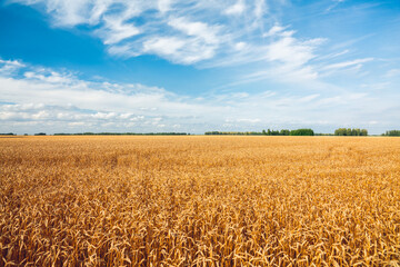 Ripe golden wheat spikelets on the field in warm autumn day. Autumn landscape. Agriculture industry.
