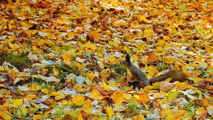 little squirrel hid the leaves