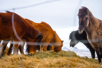 Icelandic Horses , Breed of horses from Iceland like Pony horese during winter cloudy day on West Coast of Iceland : 15 March 2020.