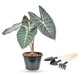 Small gardening shovel isolated on white background.