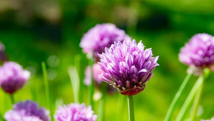Fleur champêtre, flower