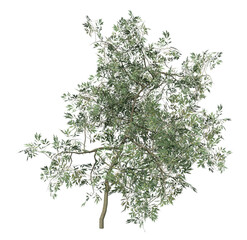 3D Small olive tree isolated