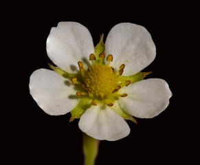 Macro closeup of a Strawberry flower in full blossom in Sydney Spring time