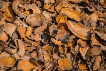Details of pieces of raw temulawak empon-empon dried in the sun before being processed. Temulawak is a medicinal plant originating from the island of Java, Indonesia
