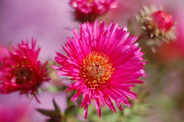 Beautiful flowers in the garden