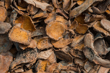 Details of pieces of raw temulawak empon-empon dried in the sun before being processed. Temulawak is a medicinal plant originating from the island of Java, Indonesia