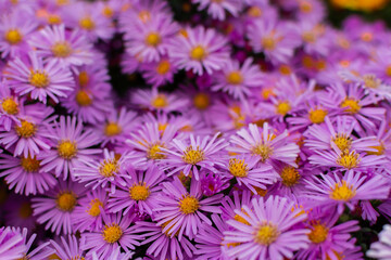 Fototapeta premium Symphyotrichum pink close-up. Beautiful bright purple autumn flowers bloomed in the garden. Natural floral macro background. Textured full frame. The Masterales family, autumn bright flower glades