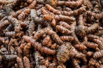 Details of a pile of turmeric that has been harvested before being processed. Turmeric is a spice plant and medicinal plant that is taken from the roots