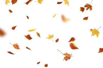 autumn leaves are falling flying white background isolated - obrazy, fototapety, plakaty