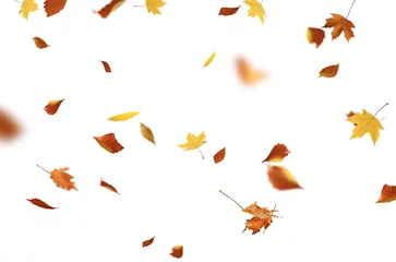 Fotobehang autumn leaves are falling flying white background isolated © kichigin19