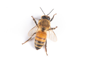 Closeup of bee with detail isolated on white background 