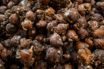Close-up of a pile of kencur after harvesting, a spice plant as well as a medicinal plant whose benefits come from its roots for drinking or herbal medicine