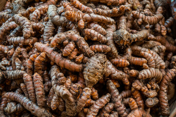 Details of a pile of turmeric that has been harvested before being processed. Turmeric is a spice plant and medicinal plant that is taken from the roots