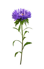 Purple aster flower isolated - obrazy, fototapety, plakaty