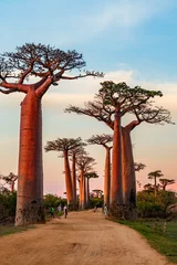 Deurstickers Prachtige baobabbomen bij zonsondergang aan de laan van de baobabs in Madagaskar © vaclav