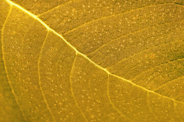 close up dried leaf texture