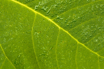 Fototapeta na wymiar close up wet green leat texture