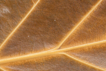 close up dried leaf texture
