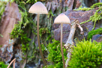 two filigree small mushrooms on moss with light spot in forest. Forest floor