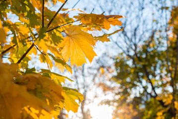 Autumn leaves on a sunny day