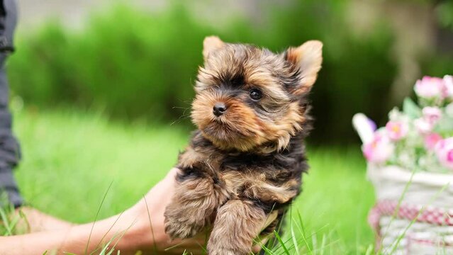 A cute, small, fluffy Yorkshire terrier puppy sits in the guy's arms looking at the camera on a sunny summer afternoon against a green, floral garden.