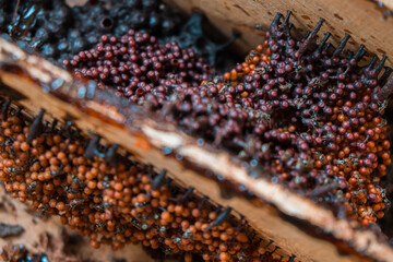 Detail of stingless beekeeping trigona producing one of the finest honey and pollen in a propolis...
