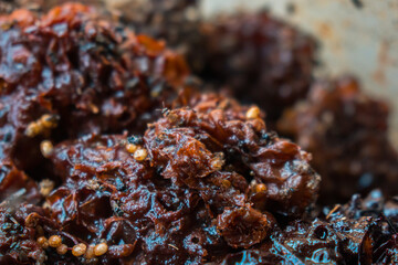 Detail of stingless beekeeping trigona producing one of the finest honey and pollen in a propolis bag, selective focus, close up image