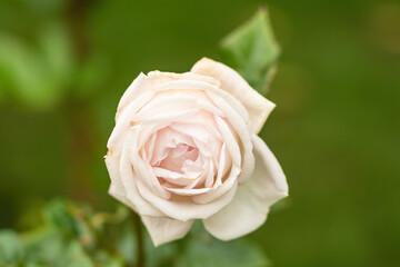 white rose in garden