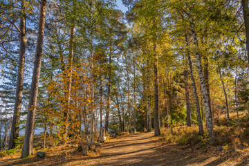 path in autumn forest