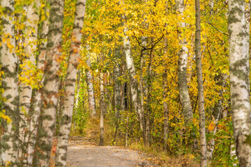 autumn in the forest