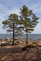 Fototapeta na wymiar Two trees on a rocky seashore on the island of Kaunissaari, Pyhtää, Finland.