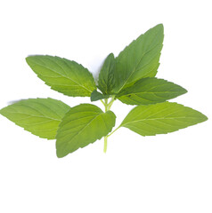 Naklejka na ściany i meble Sprig of peppermint leaf shoot isolated on white background, flat object photo from above